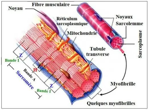 Rôle du muscle squelettique strié dans la conversion de l’énergie